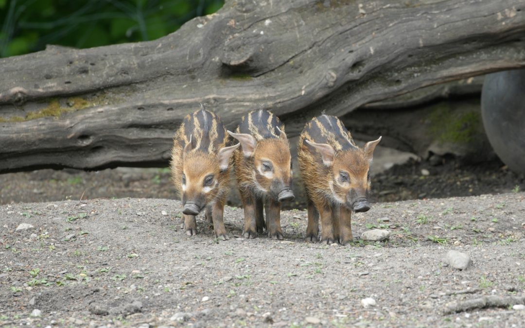 Saugute News: Gleich dreifacher Nachwuchs bei den Pinselohrschweinen