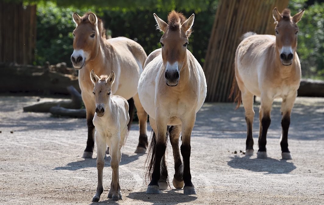 Seltenes Przewalskipferd im Kölner Zoo geboren