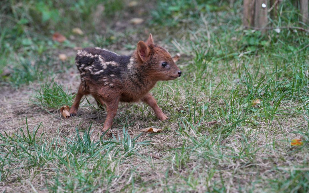 Kleinster Hirsch der Welt: Pudu „Alvess“ im Kölner Zoo geboren
